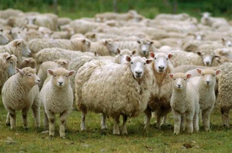 The Word Sheeple Is Now In The Dictionary With Apple Fans As Example
