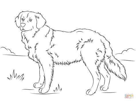 Golden Retriever Printable Coloring Pages Printable Word Searches