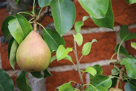Comice Pear Growing Plant Care And Taste Plantura