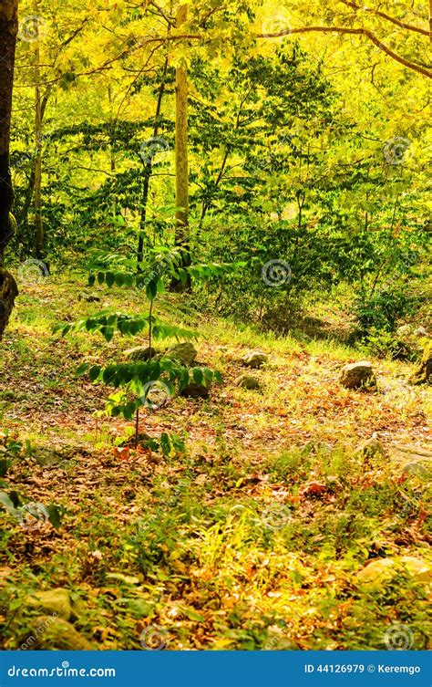 Summer Woods Natural Landscape Stock Image Image Of Leaf Path 44126979