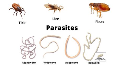 Parasitism Definition And Examples Biology Online Dictionary