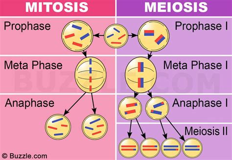 Mitosis Meiosis Y Reproducci N Biolog A