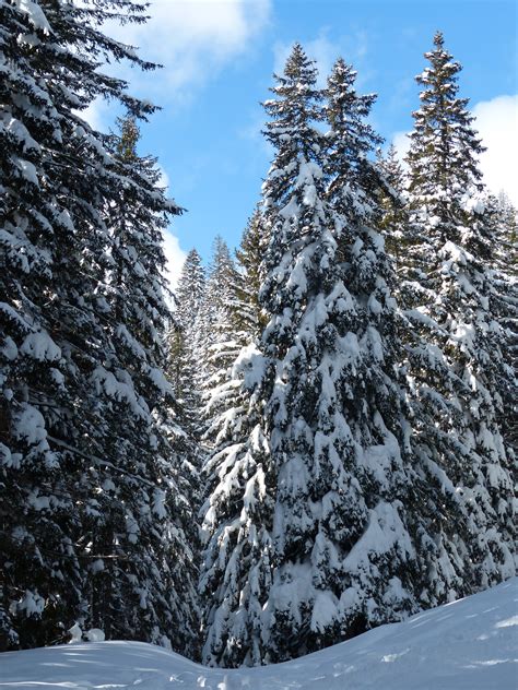 Fotos Gratis árbol Naturaleza Bosque Desierto Montaña Nieve