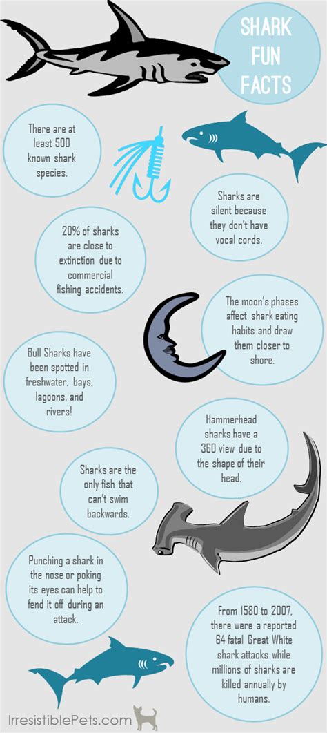 Shark Week Fun Facts Irresistible Pets Shark Facts Hammerhead Shark Facts Shark Information