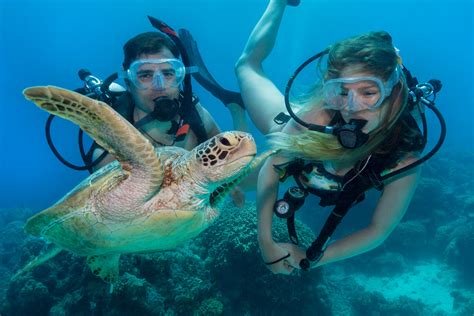 Outer Reef Certified Diving Day Trip From Cairns Divers Den