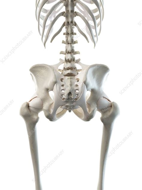 Female Hip Bones Illustration Stock Image F0271344 Science