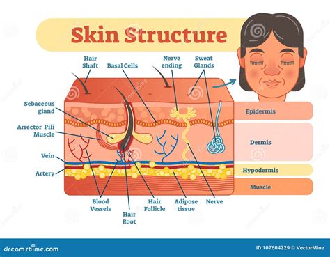 Skin Structure Vector Illustration Diagram With Skin Layers And Main