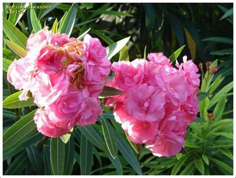 Adelfa 740 Spanish Common Name Nerium Oleander