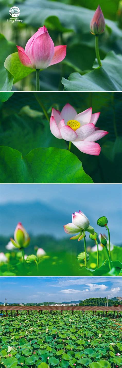 Therefore, its functional efficiency is important for your market reputation. The renowned scenery 'Ten-mile Lotus flowers' at Liye ...