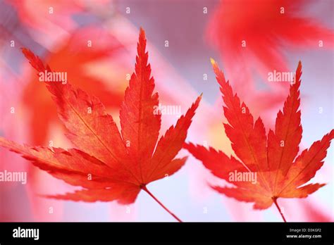 Red Maple Leaves Stock Photo Alamy