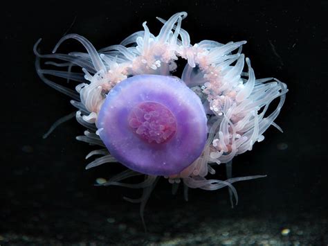 Crown Jellyfish Ocean Creatures Jellyfish Deep Sea Fishing