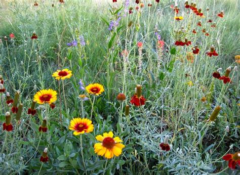 Create A Wildlife Friendly Meadow In Your Small Garden