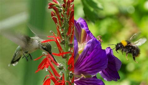 Birds Vs Bees Study Offers New Clues About How Flowers Evolved To