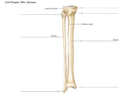 Label The Parts Of The Tibia And Fibula Diagram Quizlet