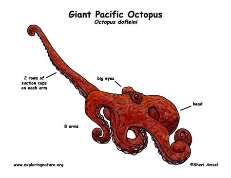Learn About Ocean Animals On Giant Pacific