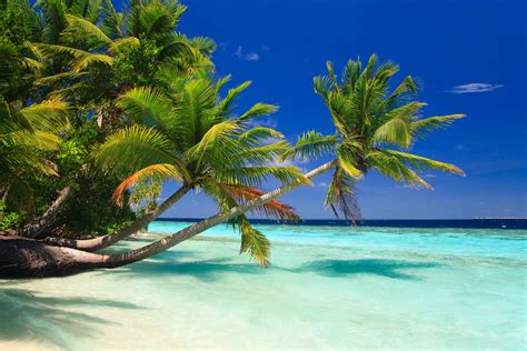 Tropical Paradise In The Maldives Dont You Wish You Were There We Do