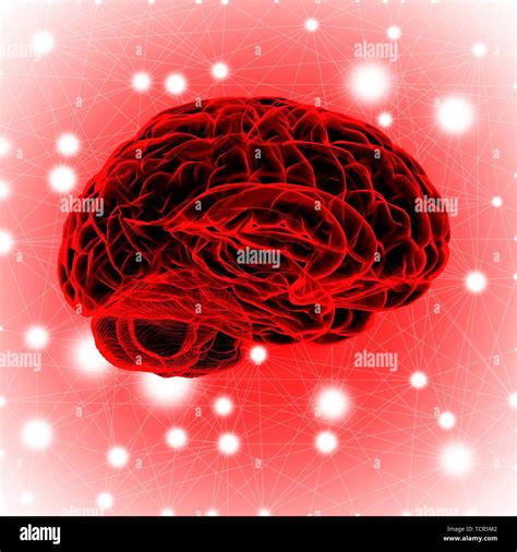 Human Brain Illustration Stock Photo Alamy