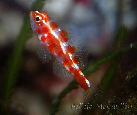 Trimma Goby Trimma Rubromacualtus Red Spotted Goby Felicia