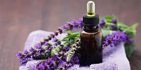 7 Major Lavender Essential Oil Benefits Puja Perfumery