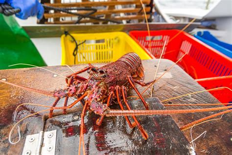 Komo 4 tv provides news, sports, weather and local event coverage in the seattle, washington area including bellevue, redmond, renton, kent, tacoma, bremerton, seatac, auburn, mercer island. WA lobster industry worth $282m | Business News