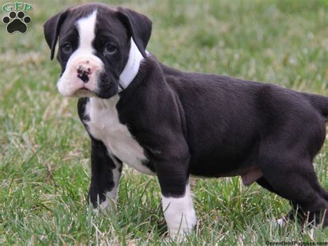 As you can see, i'm thrilled with her. black boxer dog - Google Search | Animals | White boxer ...