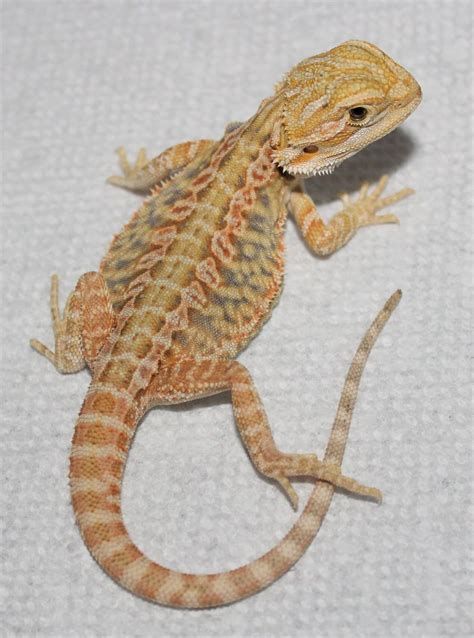 10 Bearded Dragon Morphs And Colors 10 Is Super Rare