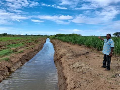 Saltwater Intrusion Damages Sugar Cane Farms And Decreases Cane