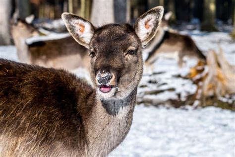 A Very Happy Deer On A Very Sunny Winter Day Stock Photo Image Of