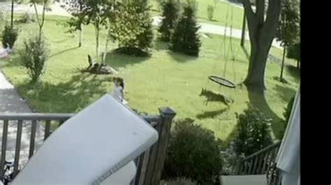 Illinois Girl 5 Escapes Coyote In Front Yard Abc7 Youtube