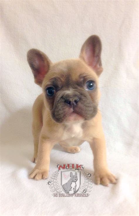 Blue fawn french bulldog | Fawn french bulldog, Blue fawn ...