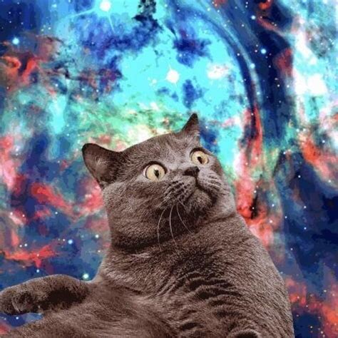 Space Cats Itsspacecats Twitter