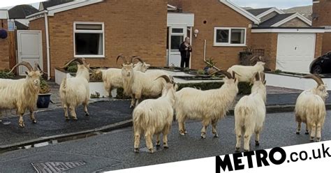 Randy Goats Take Over Town After Not Getting Contraception In Lockdown
