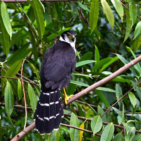 Micrastur Semitorquatus Collared Forest Falcon Carnifex