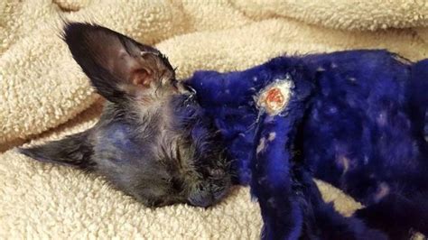 Poor Kitten Miraculously Survives Violent Life As Bait For Dog Fighters
