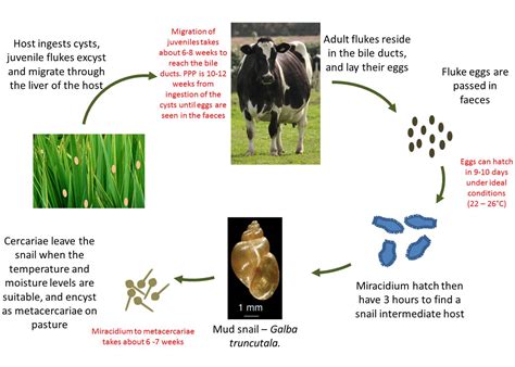 What Is The Life Cycle Of A Dairy Cow