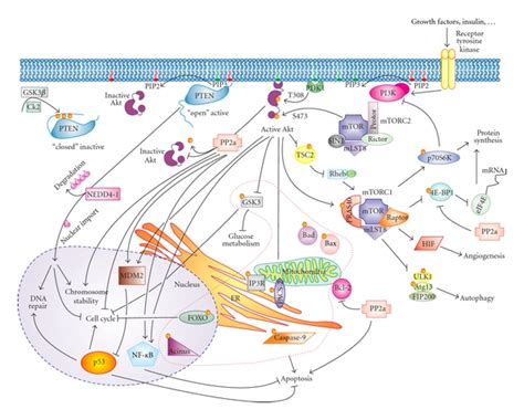 pi3k signalling pathway the phosphatidylinositol 3 kinase pi3k download scientific diagram