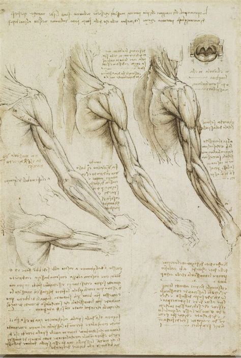 Muscles Of The Arm By Leonardo Da Vinci 1510 Rscientificart