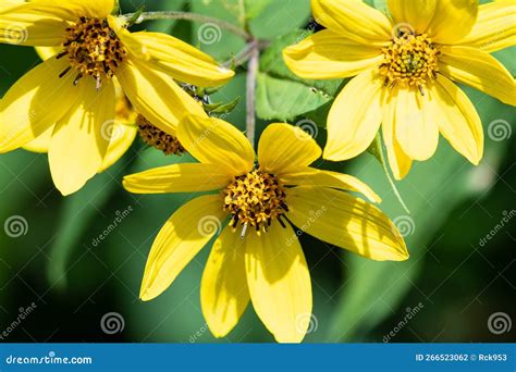 Yellow Wild Flowers Being Tossed By A Gentle Breeze Stock Photo Image