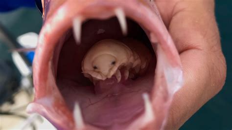 Stunned Fisherman Finds Tongue Eating Parasite ‘like A Blue Eyed Alien