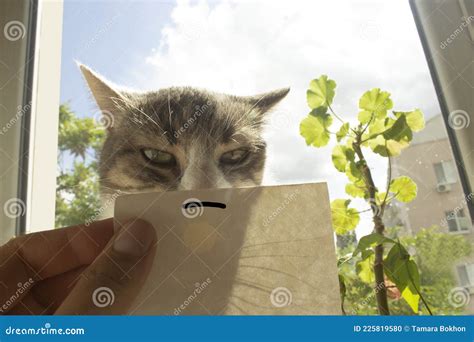 Funny Gray Cat With A Disgruntled Grimace On White Paper Stock Photo