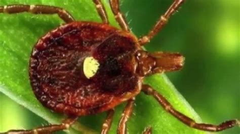 Tick Bite Causes Allergy To Eating Meat Youtube