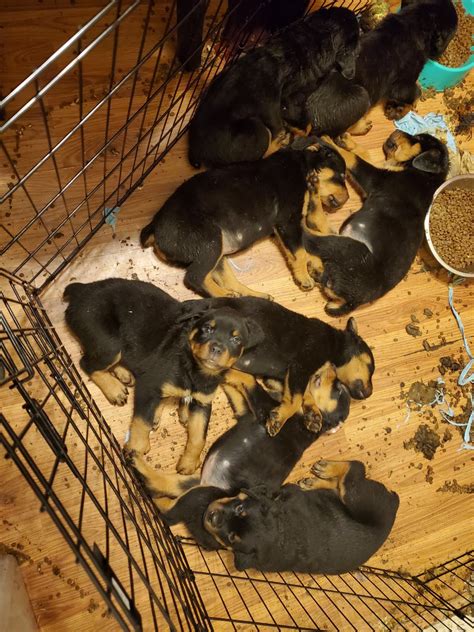 They have an expected lifespan of about 10 years and are very strong dogs, but can be wonderfully loyal, loving, and kind with the right training and care. Rottweiler Puppies For Sale | Norwalk, CA #315270