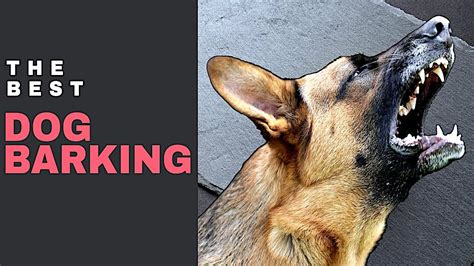 You are allowed to use the sounds on our website free of charge and royalty free in your projects but you are not allowed to post the sounds on any web site for others to. Dog Barking Sound Effect | Aggressive Dog Bark Sound Effect - YouTube