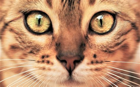 Download Eye Face Close Up Animal Cat Hd Wallpaper