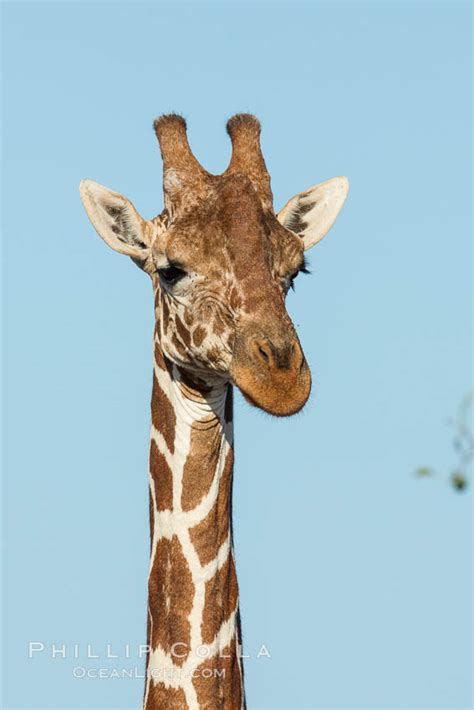 Reticulated Giraffe Meru National Park Giraffa Camelopardalis
