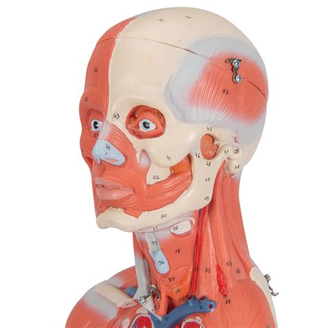 Learn about human body vocabulary in english. Anatomical Teaching Models | Plastic Human Muscle Models | Female Muscle Figure