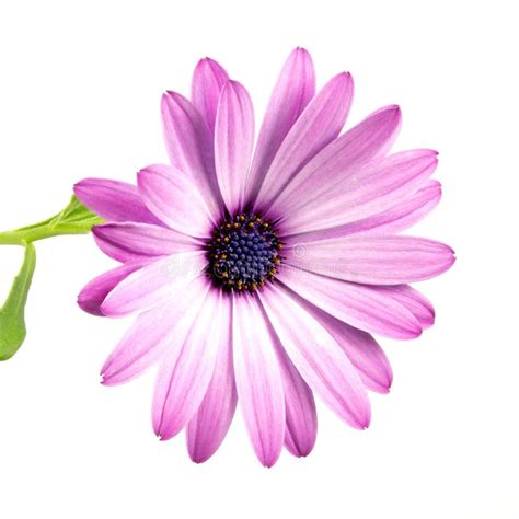 Purple African Daisy Flower Stock Photo Image Of Purple Bushy 229442724