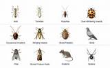 Free Pest Identification Images