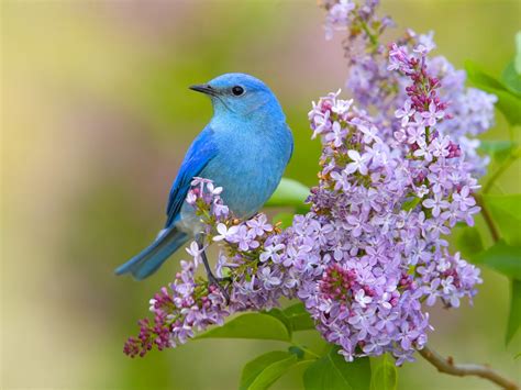 Free Download Flowers Birds Lilac Bluebirds Wallpaper 1600x1200 328072