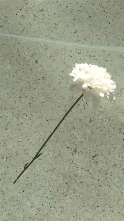 A Single White Flower Sitting On The Ground